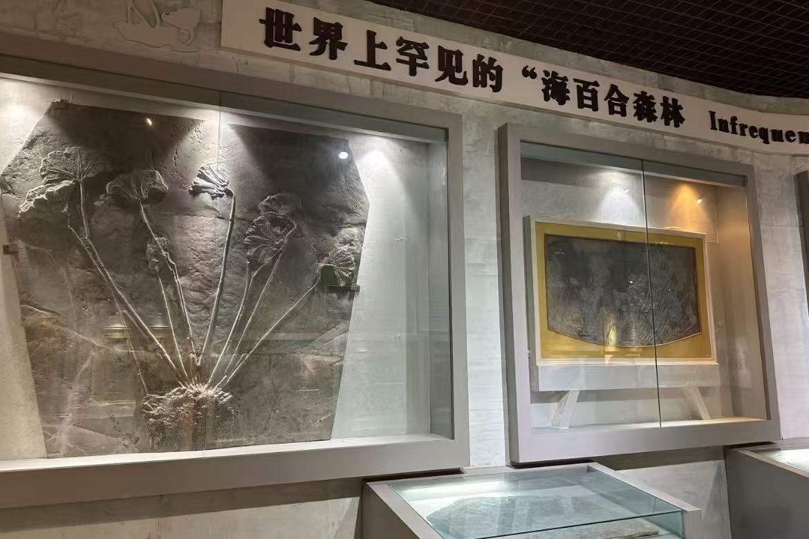Guizhou Dragon Fossil Group
